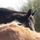 Wendelin und Martini