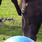 Interessiert beäugt Wendelin den „Fussball“. Kleine Besonderheiten sorgen fürKurzweil und bereichern das Leben unserer Pferde.