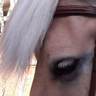 Gleich geht´s zum gemeinsamen Ausreiten...