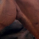 Knuddelzeit bei Wendelin und Corso.