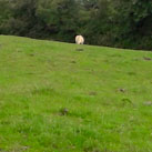 Friedliche Geselligkeit unserer Oldie-Herde.