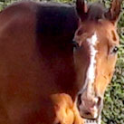 Lobito begutachtet neugierig die Shetti-Stute Stina