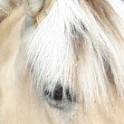 Silvius freut sich. Hier ein Bild, kurz bevor er auf die Koppel darf (verst. 17.11.2018)